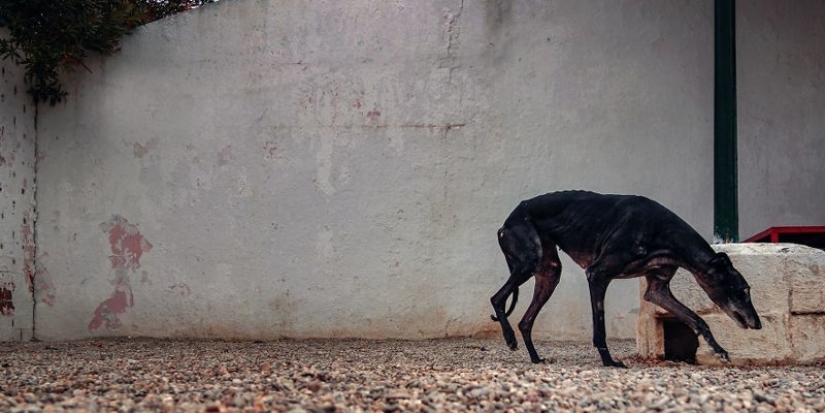 Lovely dog with a tragic fate: greyhounds of Galgo from Spain