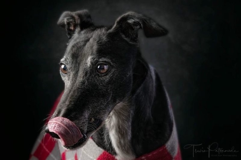 Lovely dog with a tragic fate: greyhounds of Galgo from Spain