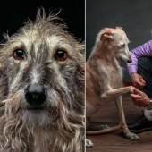 Lovely dog with a tragic fate: greyhounds of Galgo from Spain