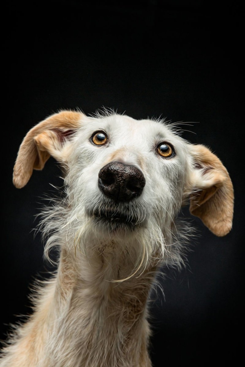 Lovely dog with a tragic fate: greyhounds of Galgo from Spain