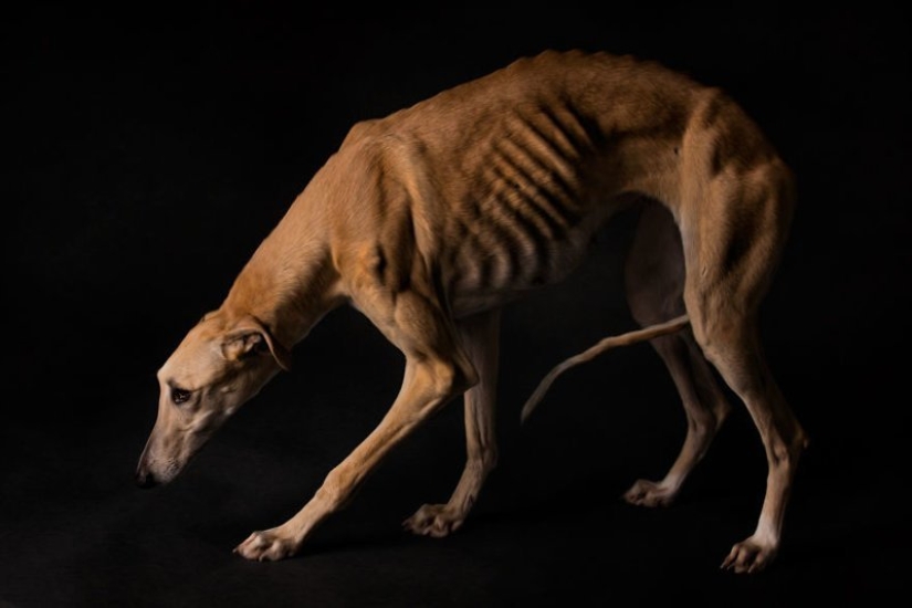 Lovely dog with a tragic fate: greyhounds of Galgo from Spain