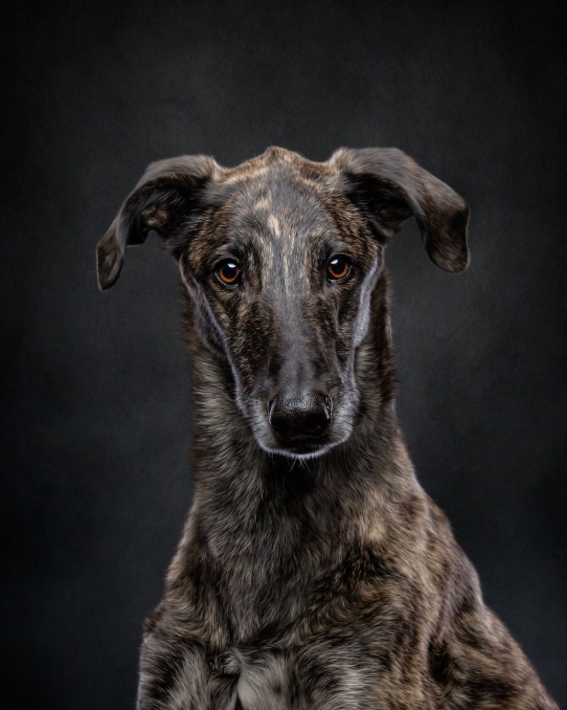 Lovely dog with a tragic fate: greyhounds of Galgo from Spain