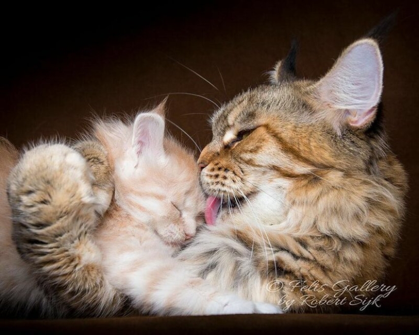 Magic beauty mankulov, the largest cats