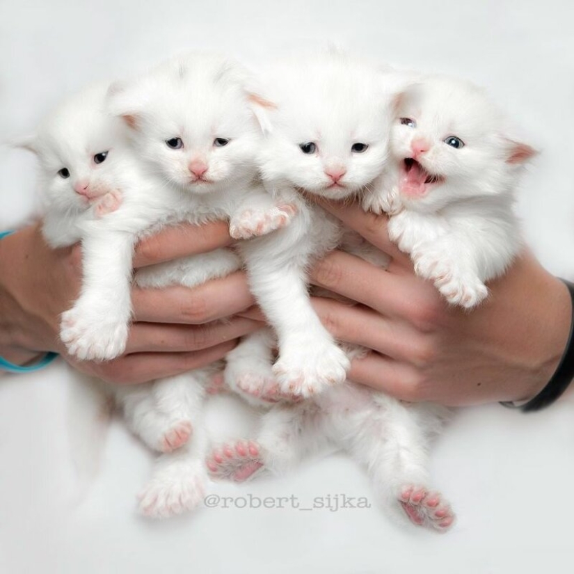 Magic beauty mankulov, the largest cats