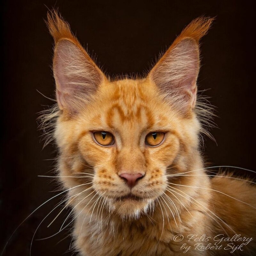 Magic beauty mankulov, the largest cats