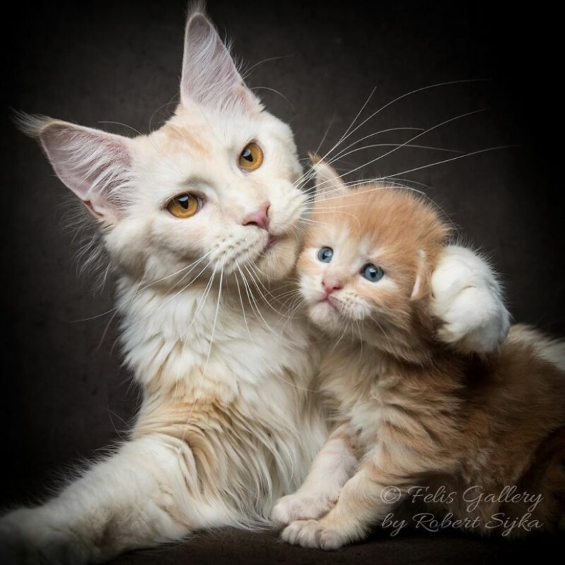 Magic beauty mankulov, the largest cats