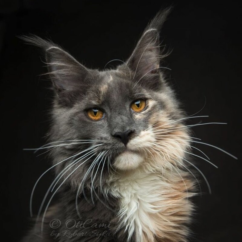 Magic beauty mankulov, the largest cats