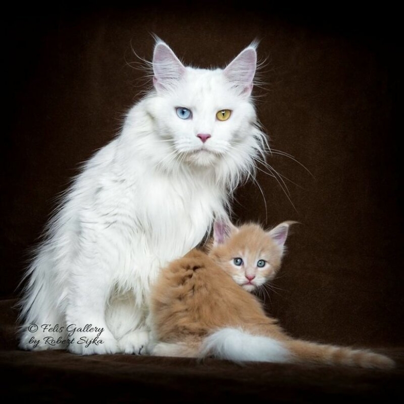 Magic beauty mankulov, the largest cats