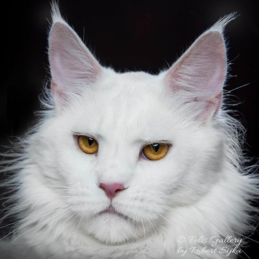 Magic beauty mankulov, the largest cats