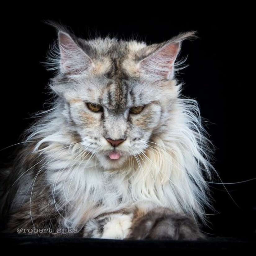 Magic beauty mankulov, the largest cats