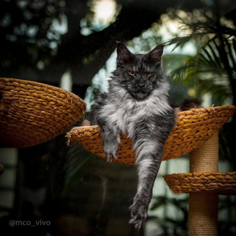 Magic beauty mankulov, the largest cats