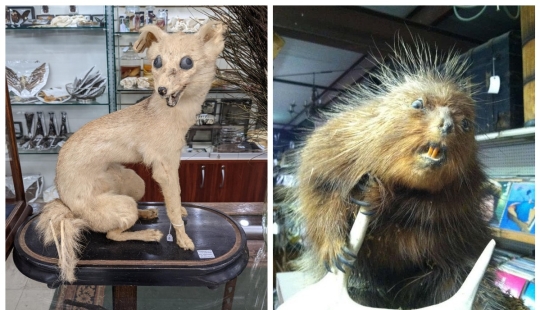 Mala taxidermia - como una forma de arte separada