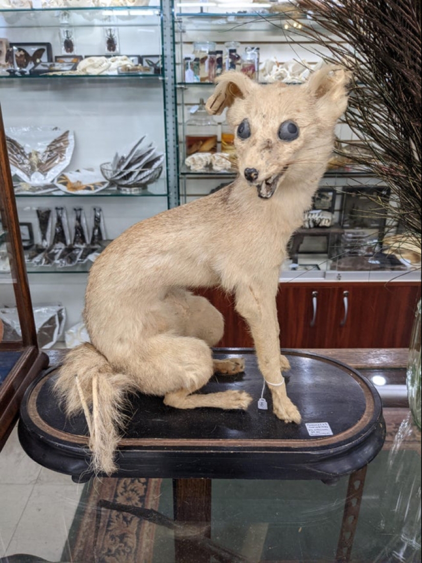 Mala taxidermia - como una forma de arte separada