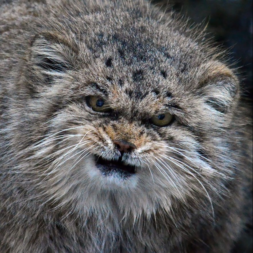 Manul es el gato más expresivo del mundo