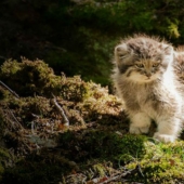 Manul es el gato más expresivo del mundo