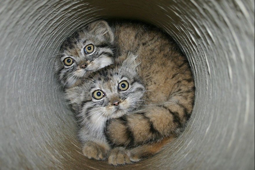 Manul es el gato más expresivo del mundo