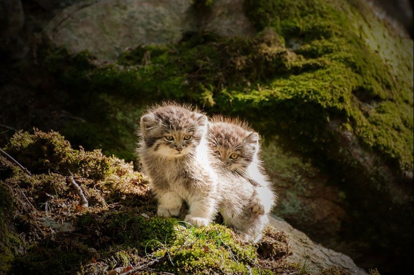 Manul es el gato más expresivo del mundo