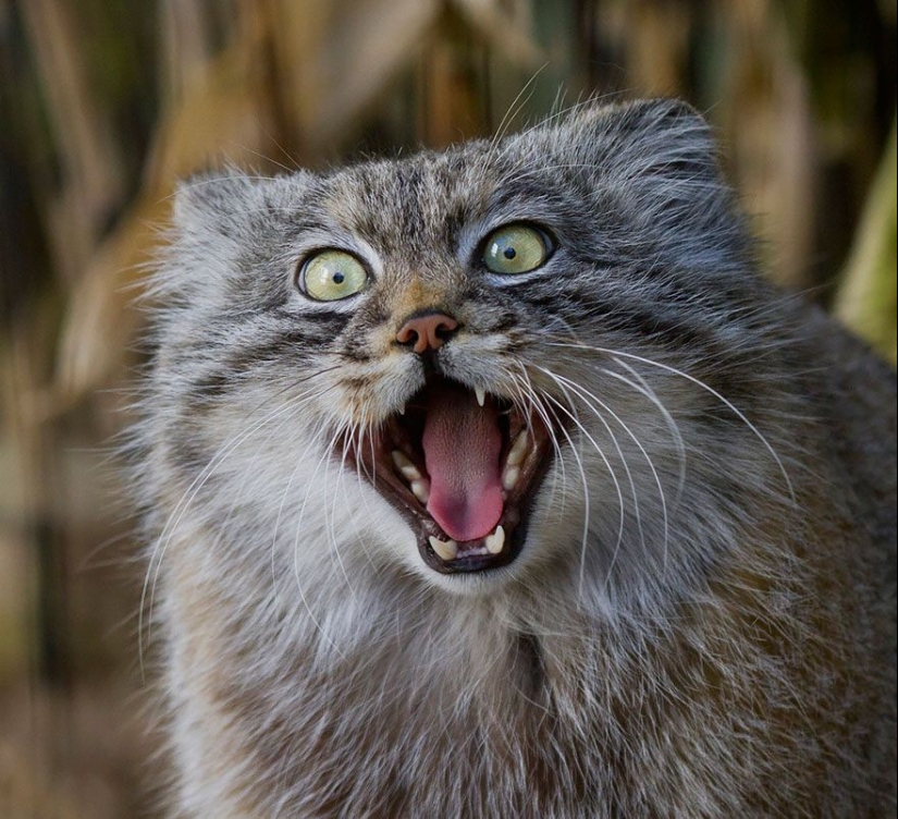 Manul es el gato más expresivo del mundo