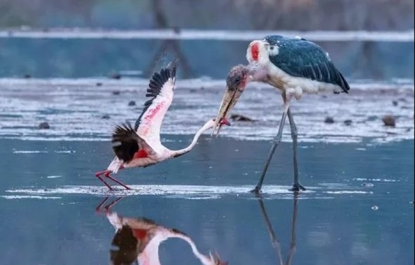 Marabú-cómo la cigüeña monstruosa reemplaza a las palomas y las ratas