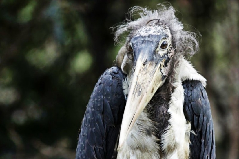 Marabou — how the monstrous stork replaces pigeons and rats