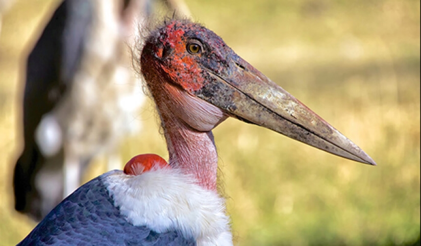 Marabou — how the monstrous stork replaces pigeons and rats