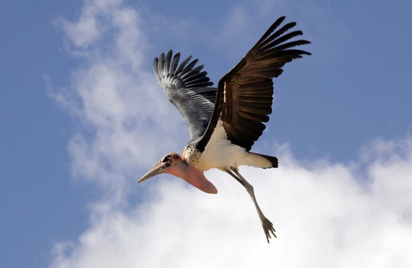 Marabou — how the monstrous stork replaces pigeons and rats