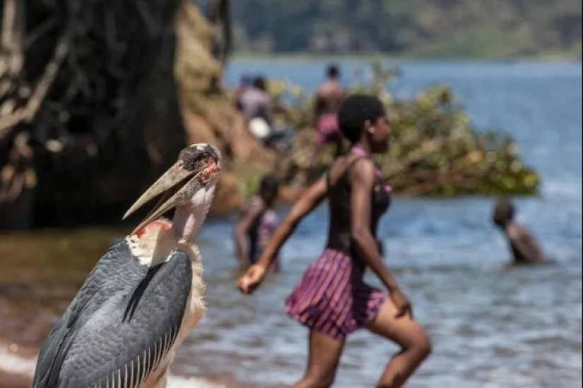 Marabou — how the monstrous stork replaces pigeons and rats