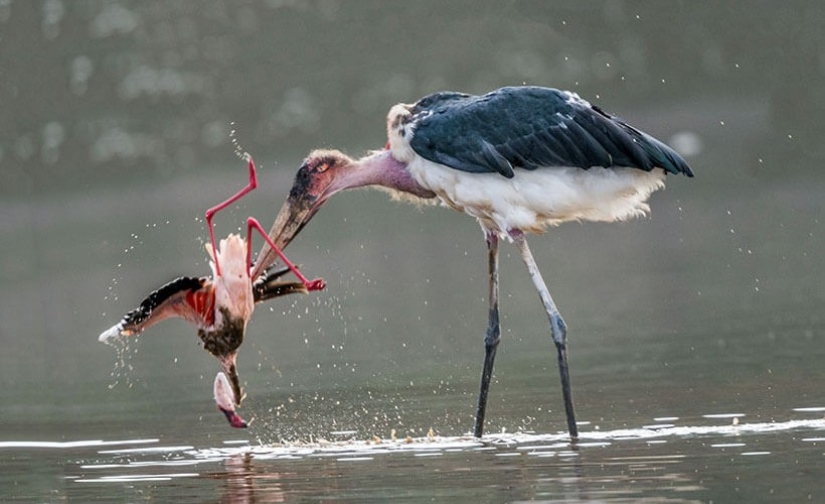 Marabou — how the monstrous stork replaces pigeons and rats