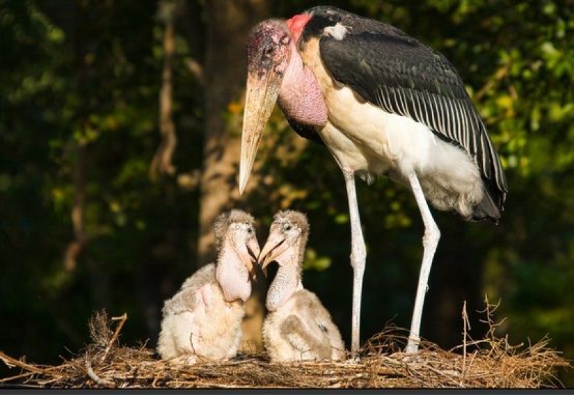 Marabou — how the monstrous stork replaces pigeons and rats