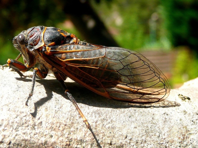 Massospora cicadina es un parásito que te hace querer sexo y descomponerte vivo