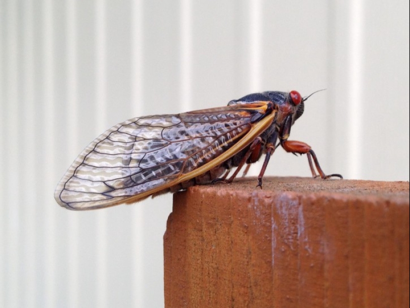 Massospora cicadina es un parásito que te hace querer sexo y descomponerte vivo