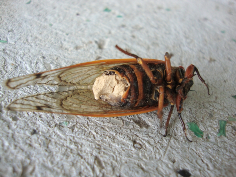 Massospora cicadina es un parásito que te hace querer sexo y descomponerte vivo