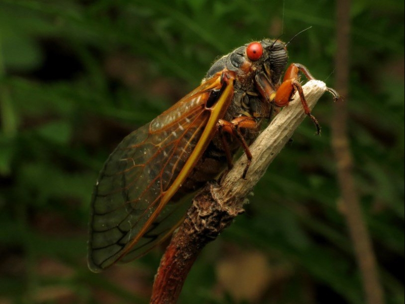 Massospora cicadina es un parásito que te hace querer sexo y descomponerte vivo