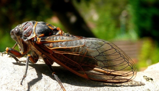 Massospora cicadina es un parásito que te hace querer sexo y descomponerte vivo