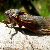 Massospora cicadina is a parasite that makes you want sex and decompose alive