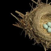 Masterpieces of natural architecture-bird nests