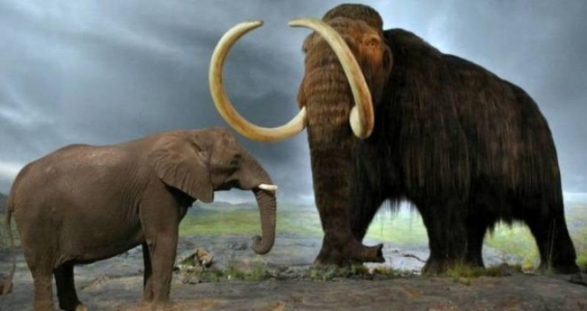 Mastodons and mammoths - how did the ancient ancestors of elephants differ