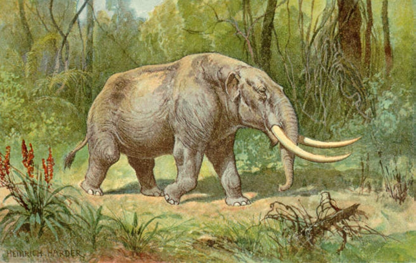 Mastodons and mammoths - how did the ancient ancestors of elephants differ