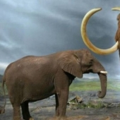 Mastodons and mammoths - how did the ancient ancestors of elephants differ