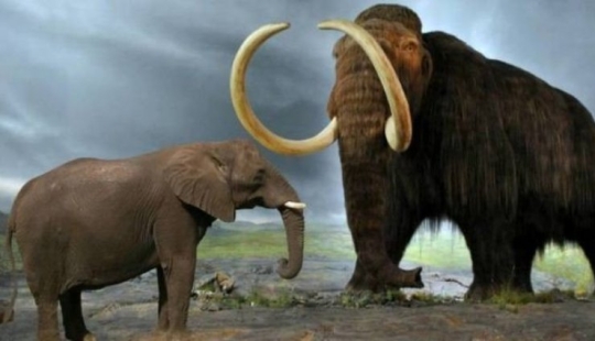 Mastodons and mammoths - how did the ancient ancestors of elephants differ