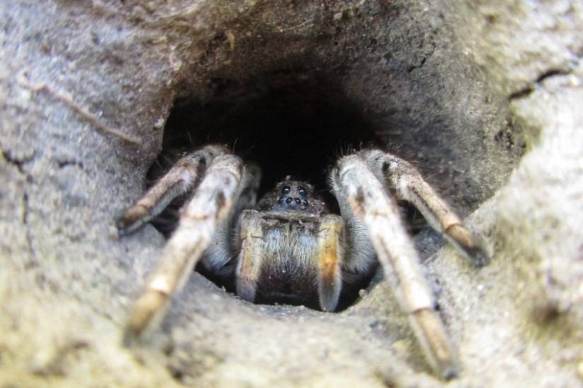 Meet Mizgir — domestic response exotic tarantulas