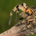 Meet Mizgir — domestic response exotic tarantulas