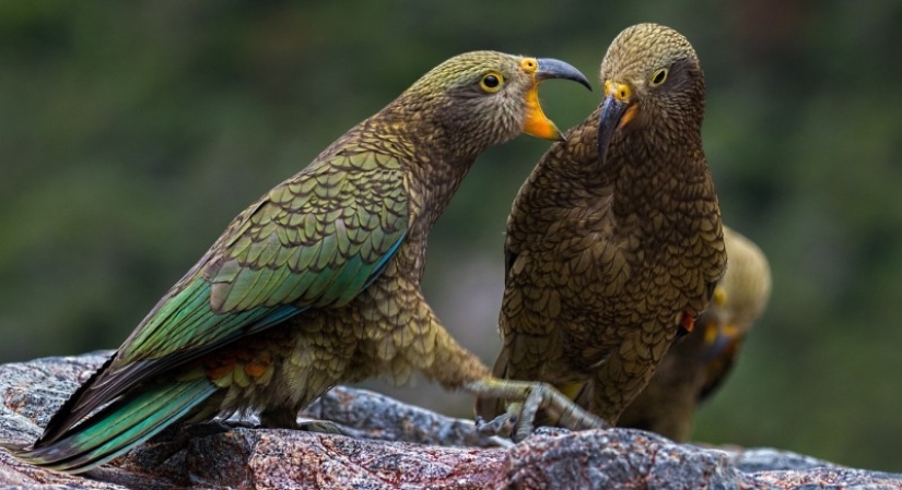 Meet the predatory mountain parrot kea from New Zealand, a thunderstorm of sheep and tourists