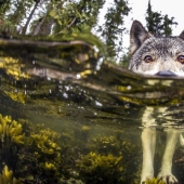 Meet the rare sea wolves that live near the ocean and swim in it for hours