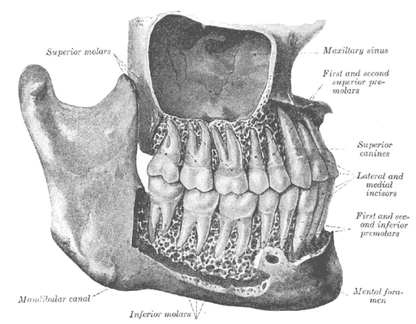 Mejor que cualquier libro de texto: más de 20 imágenes sobre anatomía humana que te sorprenderán