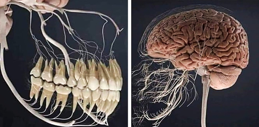 Mejor que cualquier libro de texto: más de 20 imágenes sobre anatomía humana que te sorprenderán