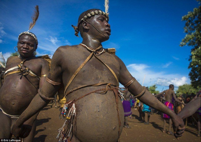 Men of an Ethiopian tribe drink blood with milk to get the title of the fattest resident of the village