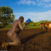 Men of an Ethiopian tribe drink blood with milk to get the title of the fattest resident of the village