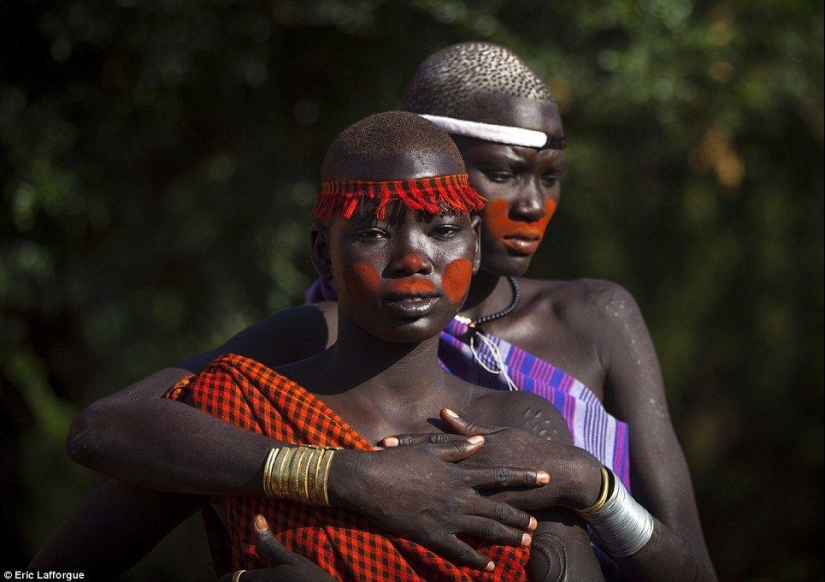 Men of an Ethiopian tribe drink blood with milk to get the title of the fattest resident of the village