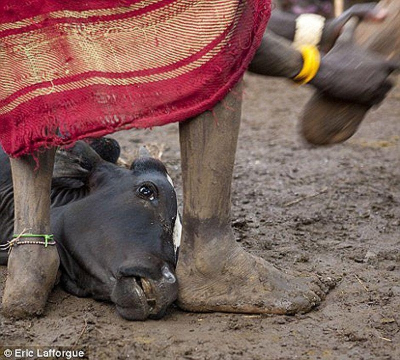 Men of an Ethiopian tribe drink blood with milk to get the title of the fattest resident of the village